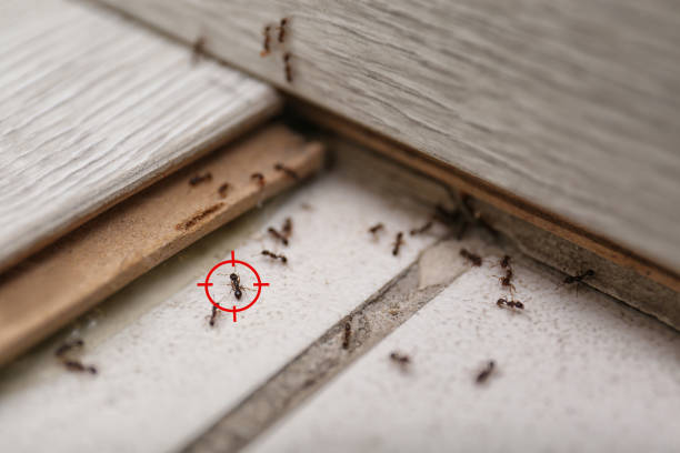 Wasp Removal Services in Naples, UT