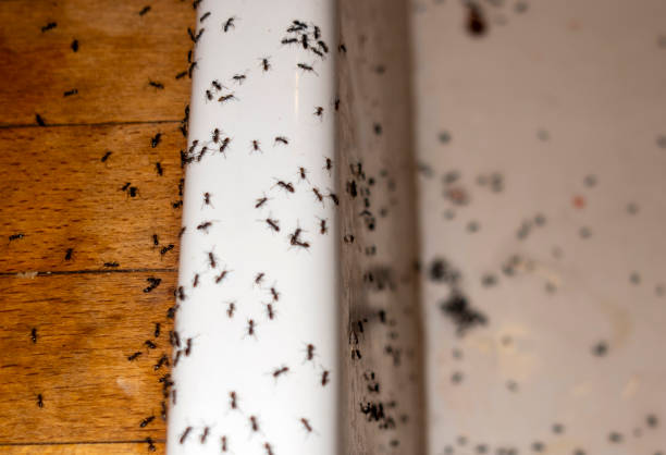 Best Wildlife Control Services  in Naples, UT