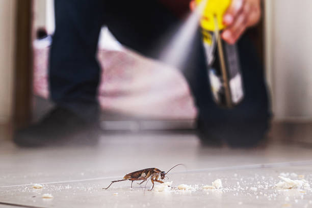 Best Ant Control Services  in Naples, UT